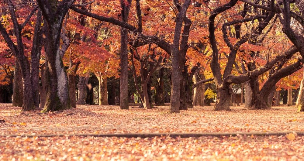Getting Hygge in Copenhagen this Autumn